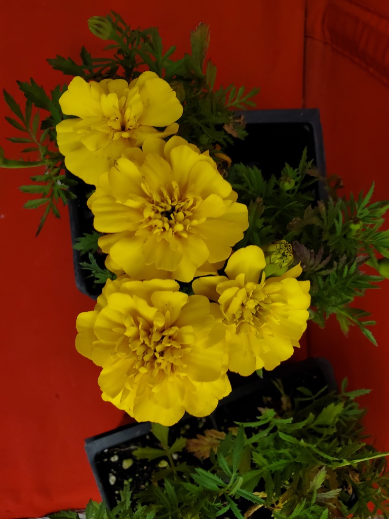 A potted marigold