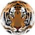 Lyndonville Central